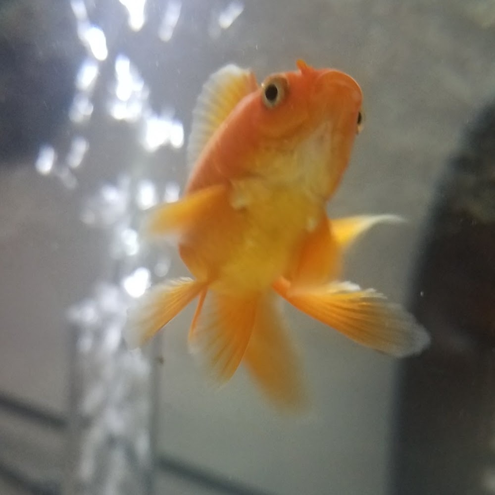 Meet your Posher, Winter